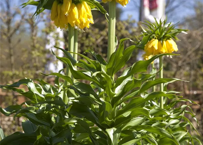 Kaiserkrone 'Lutea' - Blumenzwiebel
