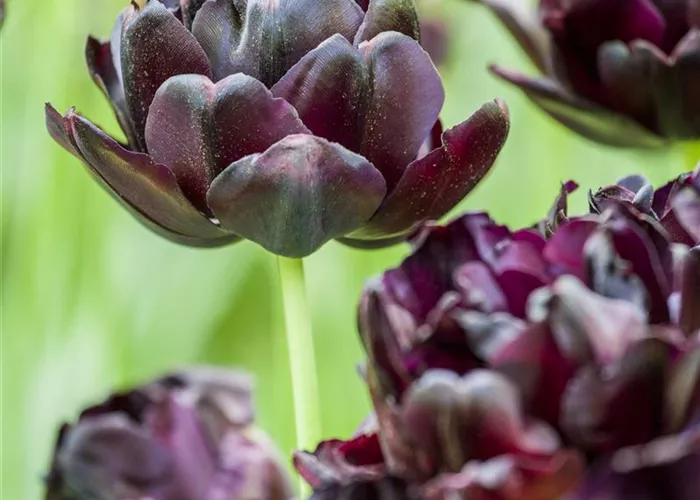 7 Blumenzwiebel - Tulpe 'Black Hero'