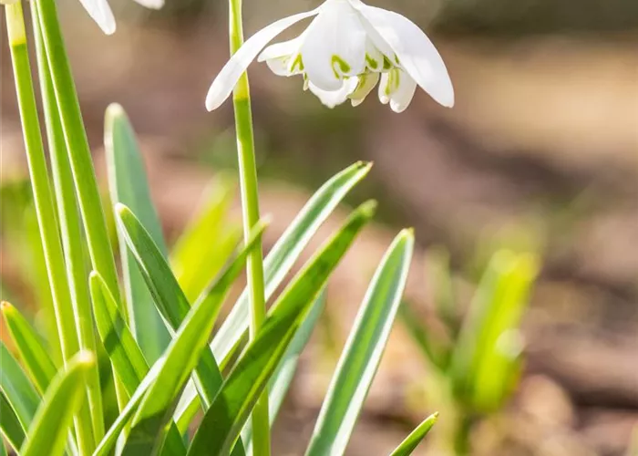 Schneeglöckchen - 10 Blumenzwiebeln