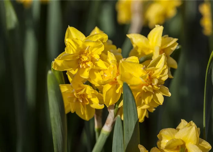 Alpenveilchenartige Narzisse 'Tête-à-Tête Boucle' - 5 Blumenzwiebeln