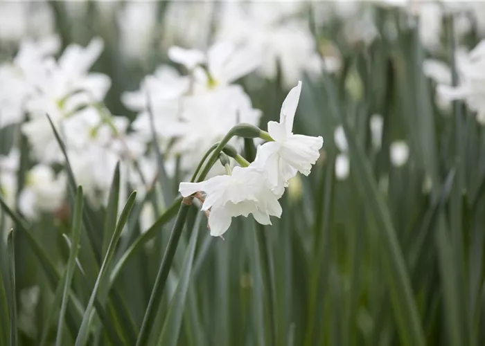 Edelnarzisse 'Thalia' - 10 Blumenzwiebeln