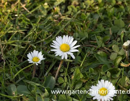 Bellis perennis
