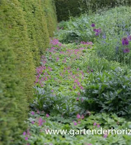 Geranium macrorrhizum 'Bevan' Geranium macrorrhizum 'Bevan'
