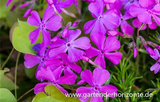 Polster-Flammenblume Polster-Flammenblume