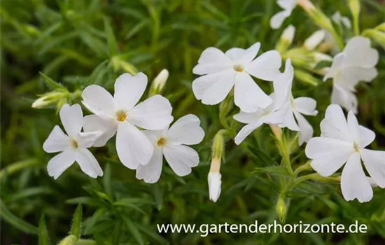 Polster-Flammenblume Polster-Flammenblume
