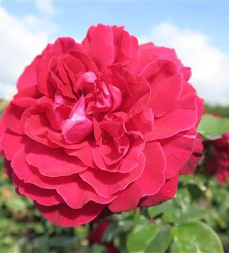 Edelrose 'Bellevue'® Edelrose 'Bellevue'®