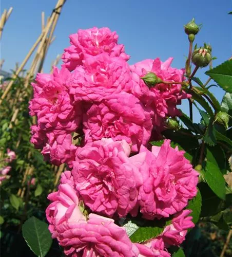Kletterrose 'Super Dorothy'® Kletterrose 'Super Dorothy'®