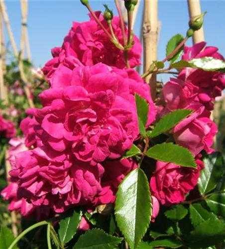 Kletterrose 'Super Excelsa'® Kletterrose 'Super Excelsa'®