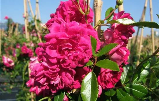 Kletterrose 'Super Excelsa'® Kletterrose 'Super Excelsa'®