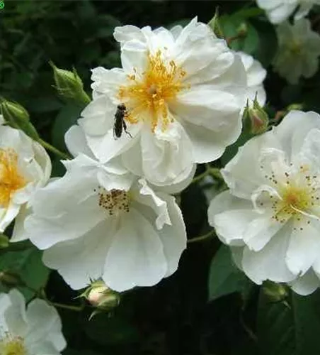Kletterrose 'Bobby James' Kletterrose 'Bobby James'