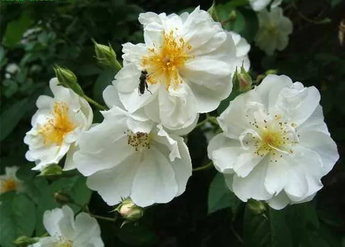 Kletterrose 'Bobby James' Kletterrose 'Bobby James'