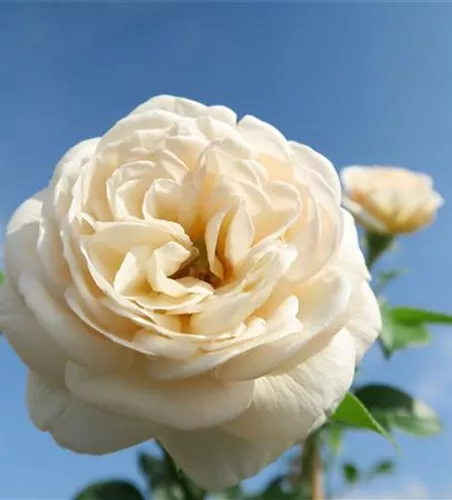 Strauchrose 'Artemis'® Strauchrose 'Artemis'®