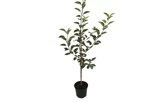 Apfel 'Geheimrat Dr.Oldenburg' Apfel 'Geheimrat Dr.Oldenburg'