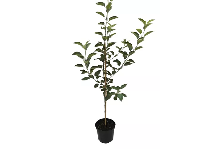 Apfel 'Geheimrat Dr.Oldenburg'