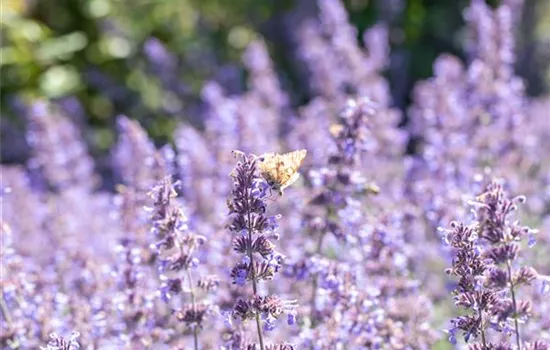 Pflanzen für sonnige Standorte – Unsere Top 10 Pflanzen für sonnige Standorte – Unsere Top 10