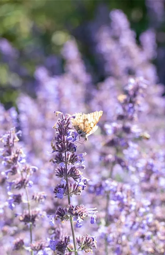Pflanzen für sonnige Standorte – Unsere Top 10 Pflanzen für sonnige Standorte – Unsere Top 10