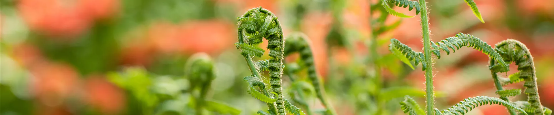 Dryopteris filix-mas Dryopteris filix-mas