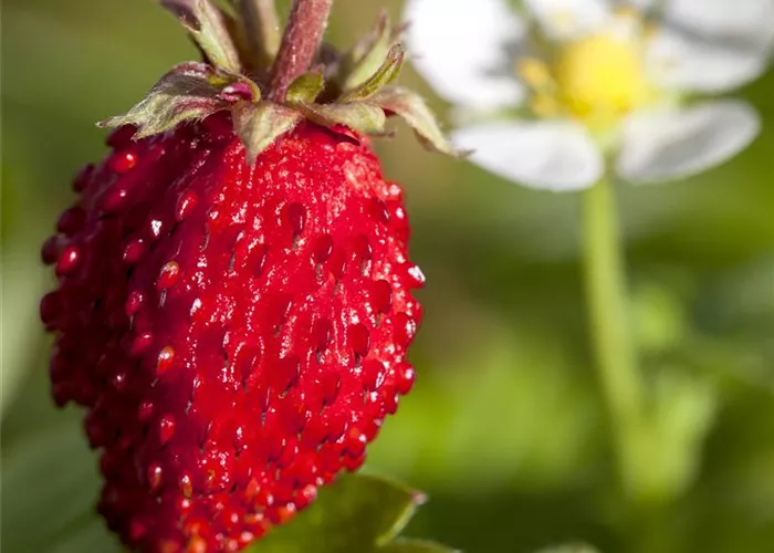 Monats-Erdbeere