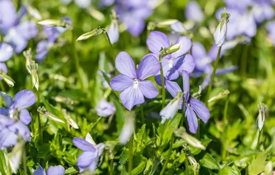 Horn-Veilchen Horn-Veilchen