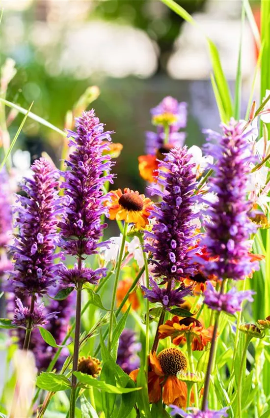 Die schönsten Pflanzen für trockene Standorte Die schönsten Pflanzen für trockene Standorte