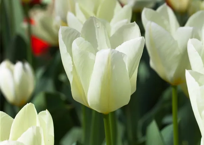 10 Blumenzwiebel - Garten-Tulpe 'Purissima'