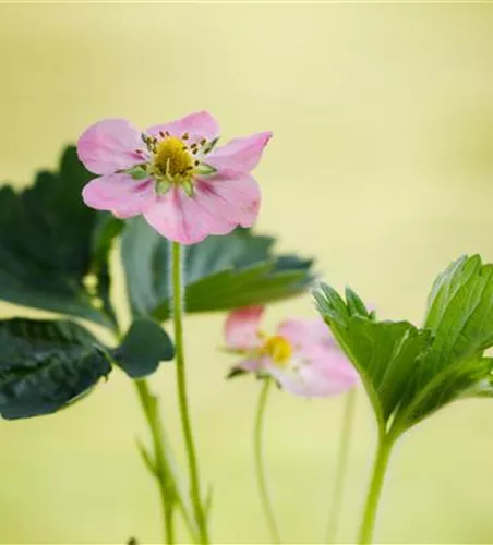 Erdbeere 'Rosana' Erdbeere 'Rosana'