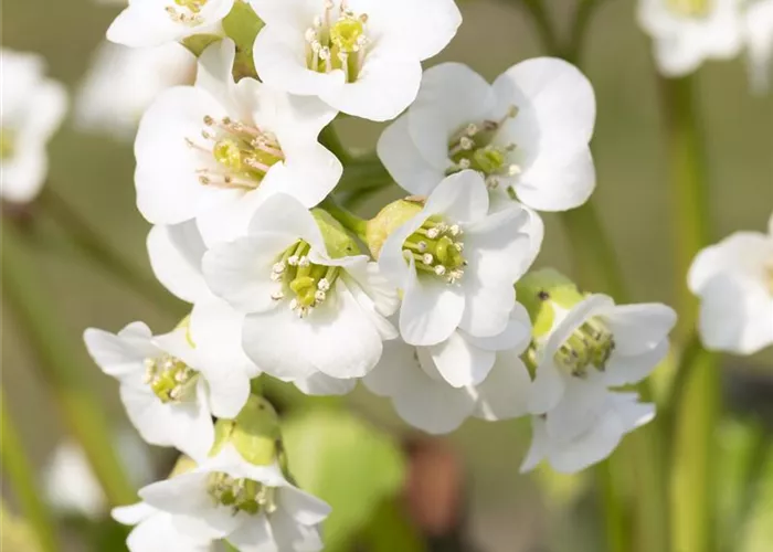 Bergenia cordifolia 'Schneekristall'