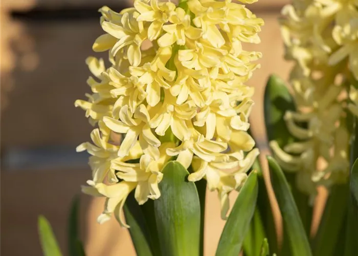 10 Blumenzwiebel - Hyazinthe 'Gipsy Princess'