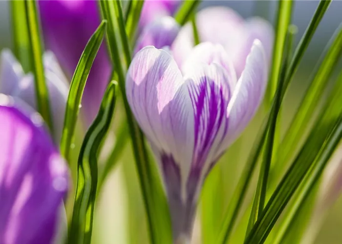 10 Blumenzwiebel - Frühlings-Krokus 'King of the Striped'