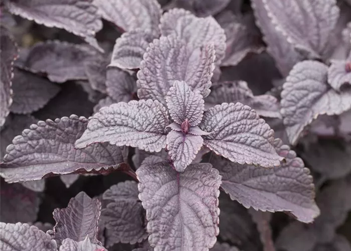 Buntnessel 'Black Prince'