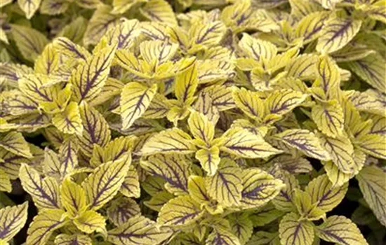 Buntnessel 'Caipiriñha'