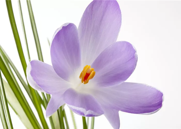 10 Blumenzwiebel - Safran-Krokus