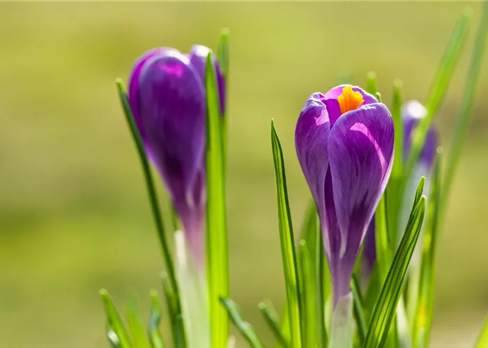 10 Blumenzwiebel - Frühlings-Krokus 'Remembrance'