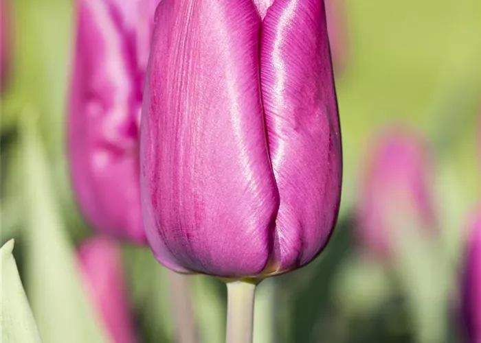 10 Blumenzwiebel - Tulpe 'Purple Prince'