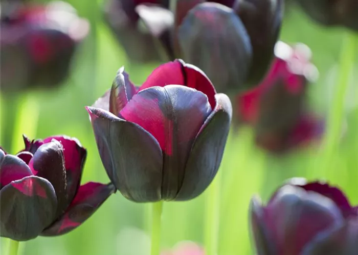 10 Blumenzwiebel - Tulpe 'Queen of Night'