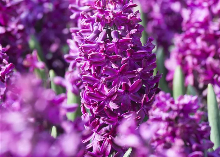 5 Blumenzwiebel - Hyazinthe 'Woodstock'