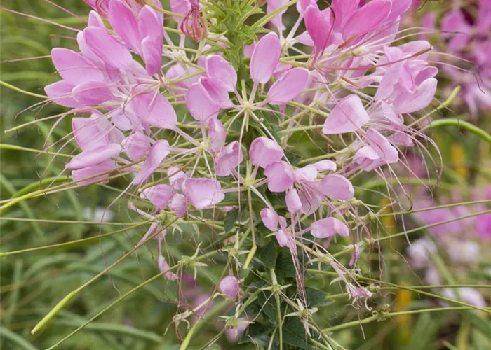 Cleome spinosa, rosa