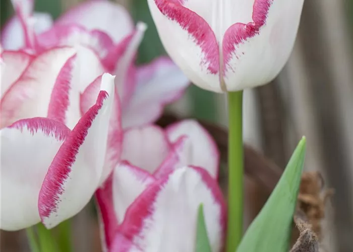 7 Blumenzwiebel - Tulpe 'Affaire'