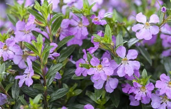 Cuphea hyssopifolia, lila