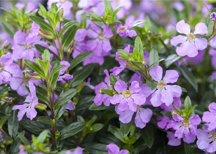 Cuphea hyssopifolia, lila