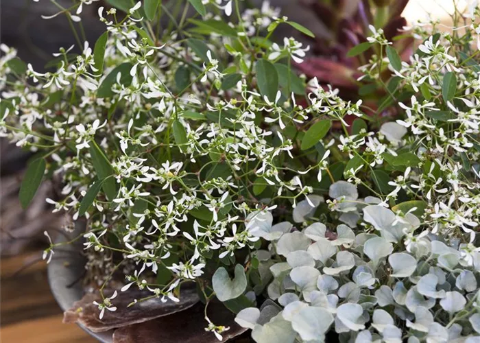 Dichondra 'Silver Falls'