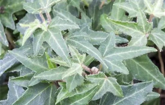 Efeu 'Asterisk' Efeu 'Asterisk'