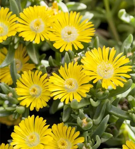 Mittagsblume Wheels of Wonder® 'Golden Wonder'