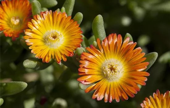 Mittagsblume 'Wheels of Wonder'® Orange Wonder