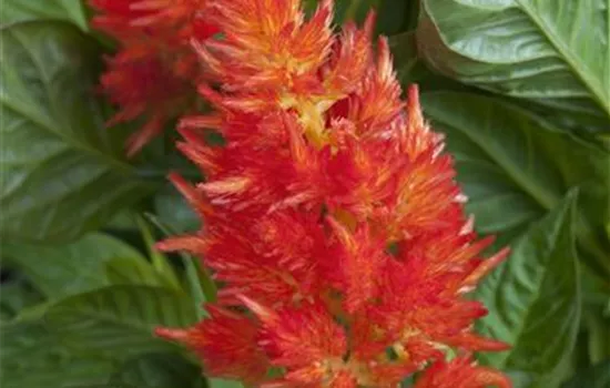 Federbusch 'Fire Red'
