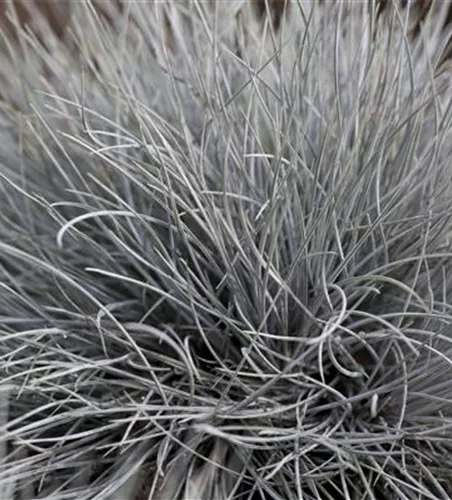 Festuca glauca 'Eisvogel' Festuca glauca 'Eisvogel'