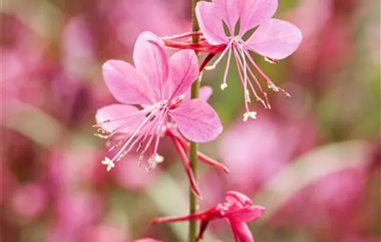 Gaura lindheimeri, rosa
