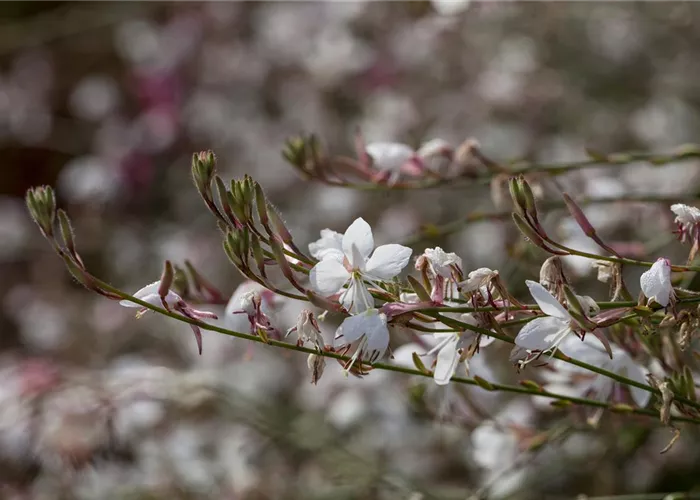 Gaura lindheimeri, weiß