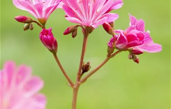 Lewisia cotyledon, pink Lewisia cotyledon, pink