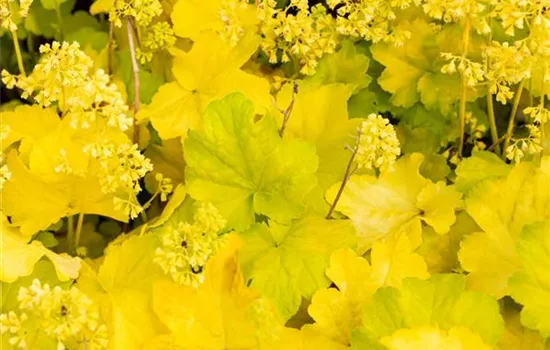 Heuchera Little Cuties 'Blondie in Lime' Heuchera Little Cuties 'Blondie in Lime'
